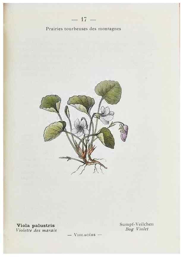 Reproducción/Reproduction 49345712557: Nouvelle flore coloriée de poche des Alpes et des Pyrénées.. Paris,Klincksieck,1906-1912.. 