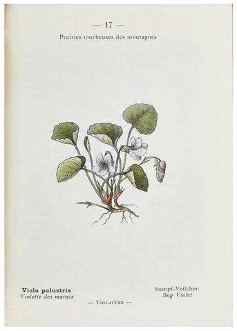 Reproducción/Reproduction 49345712557: Nouvelle flore coloriée de poche des Alpes et des Pyrénées.. Paris,Klincksieck,1906-1912.. 
