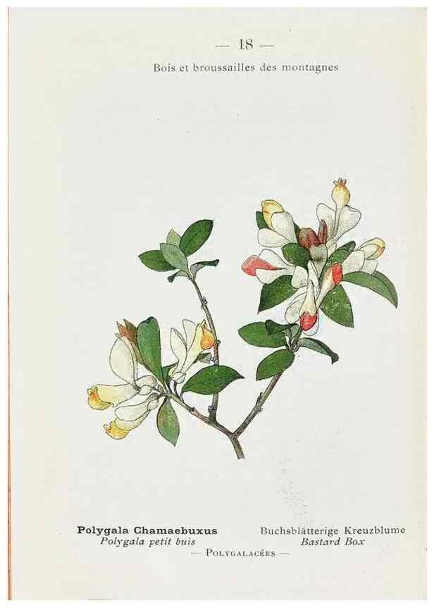 Reproducción/Reproduction 49345712867: Nouvelle flore coloriée de poche des Alpes et des Pyrénées.. Paris,Klincksieck,1906-1912.. 