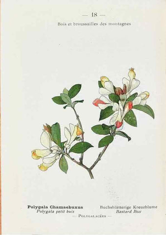 Reproducción/Reproduction 49345712867: Nouvelle flore coloriée de poche des Alpes et des Pyrénées.. Paris,Klincksieck,1906-1912.. 