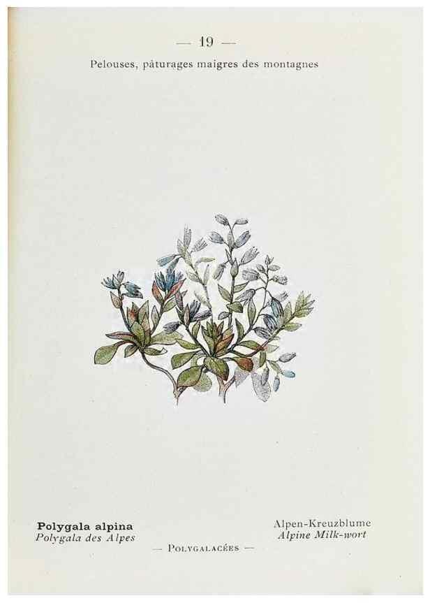 Reproducción/Reproduction 49345713242: Nouvelle flore coloriée de poche des Alpes et des Pyrénées.. Paris,Klincksieck,1906-1912.. 