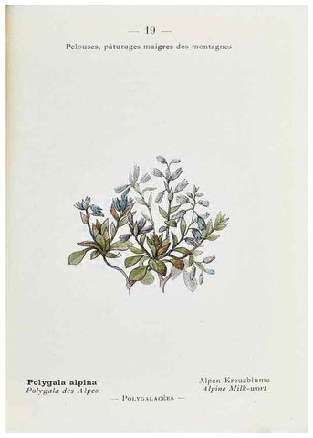 Reproducción/Reproduction 49345713242: Nouvelle flore coloriée de poche des Alpes et des Pyrénées.. Paris,Klincksieck,1906-1912.. 