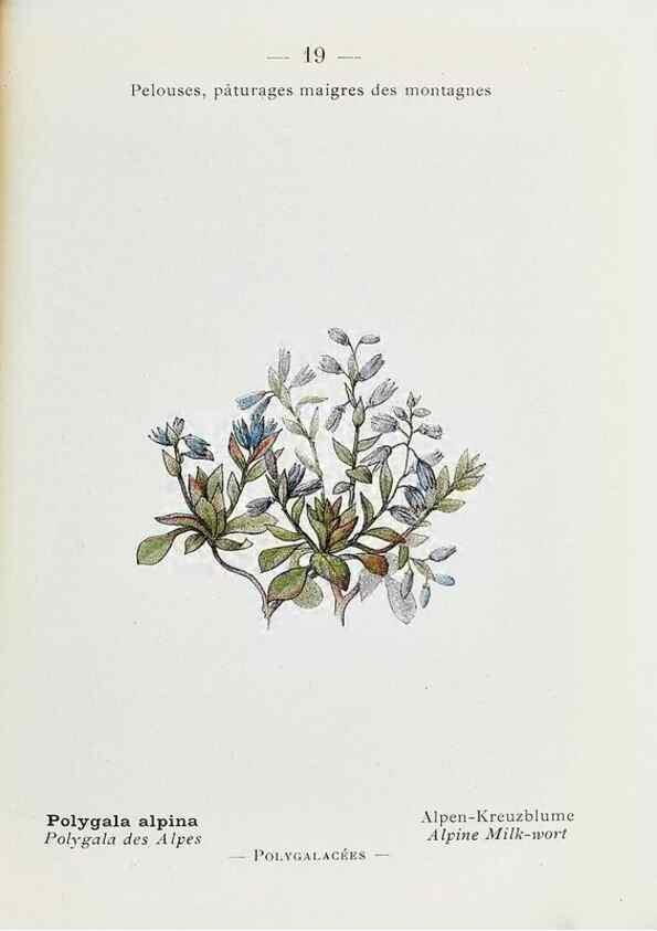 Reproducción/Reproduction 49345713242: Nouvelle flore coloriée de poche des Alpes et des Pyrénées.. Paris,Klincksieck,1906-1912.. 