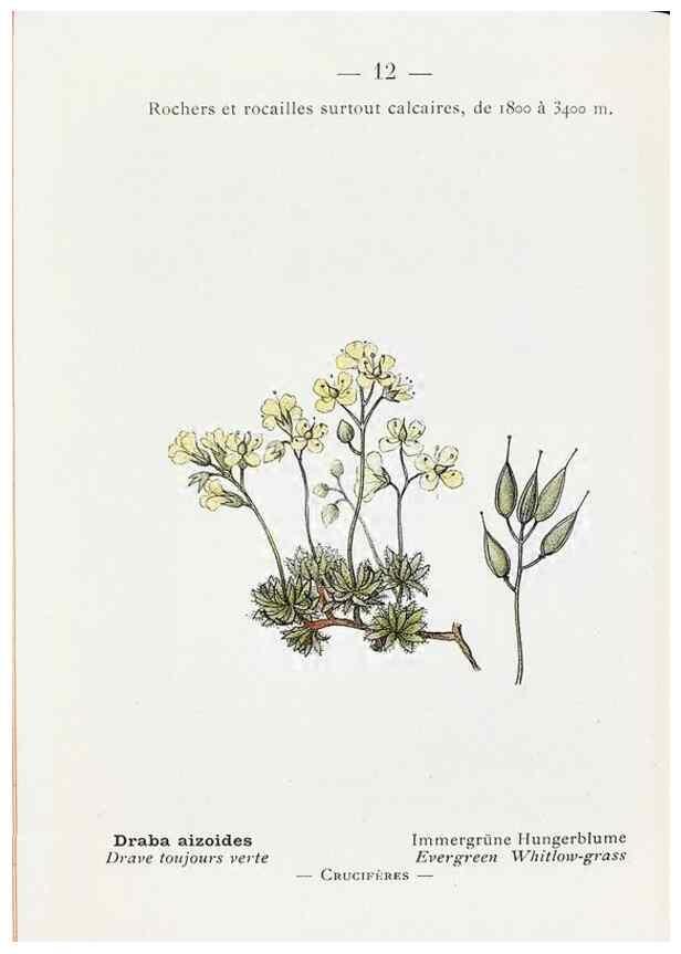 Reproducción/Reproduction 49345037338: Nouvelle flore coloriée de poche des Alpes et des Pyrénées.. Paris,Klincksieck,1906-1912.. 