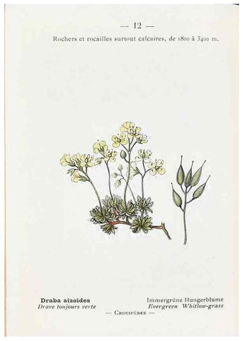 Reproducción/Reproduction 49345037338: Nouvelle flore coloriée de poche des Alpes et des Pyrénées.. Paris,Klincksieck,1906-1912.. 