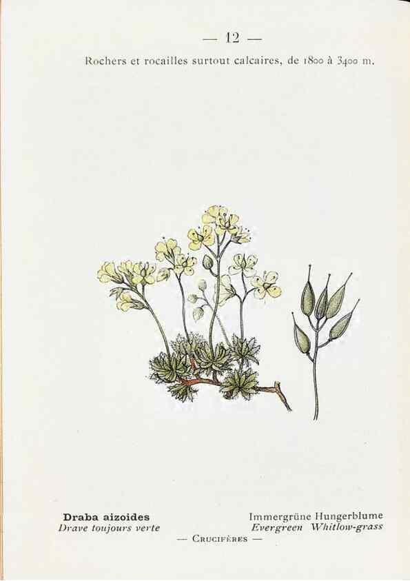 Reproducción/Reproduction 49345037338: Nouvelle flore coloriée de poche des Alpes et des Pyrénées.. Paris,Klincksieck,1906-1912.. 