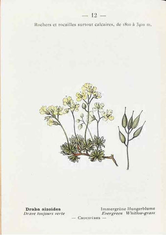 Reproducción/Reproduction 49345037338: Nouvelle flore coloriée de poche des Alpes et des Pyrénées.. Paris,Klincksieck,1906-1912.. 