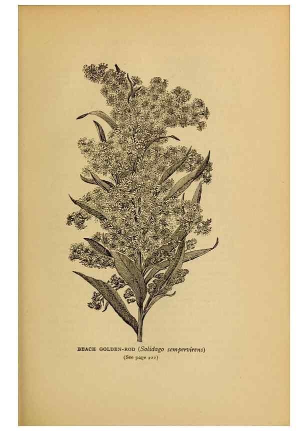 Reproducción/Reproduction 49304408037: Harper's guide to wild flowers,. New York,Harper,1912.. 