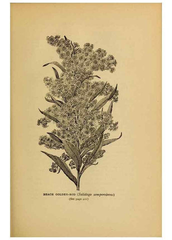 Reproducción/Reproduction 49304408037: Harper's guide to wild flowers,. New York,Harper,1912.. 