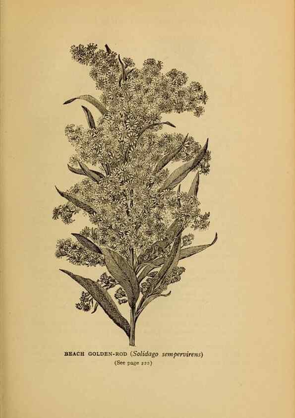 Reproducción/Reproduction 49304408037: Harper's guide to wild flowers,. New York,Harper,1912.. 