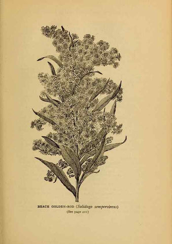Reproducción/Reproduction 49304408037: Harper's guide to wild flowers,. New York,Harper,1912.. 