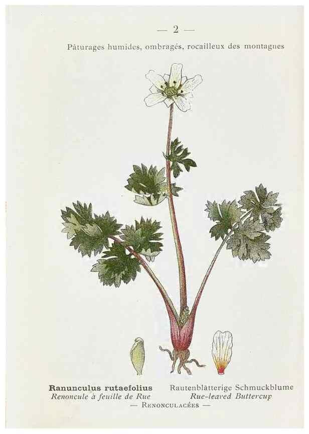 Reproducción/Reproduction 49345033508: Nouvelle flore coloriée de poche des Alpes et des Pyrénées.. Paris,Klincksieck,1906-1912.. 