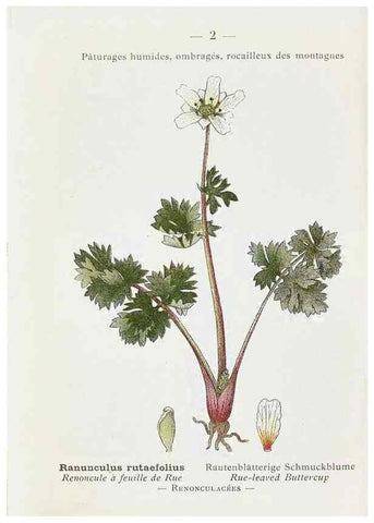 Reproducción/Reproduction 49345033508: Nouvelle flore coloriée de poche des Alpes et des Pyrénées.. Paris,Klincksieck,1906-1912.. 