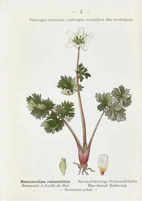 Reproducción/Reproduction 49345033508: Nouvelle flore coloriée de poche des Alpes et des Pyrénées.. Paris,Klincksieck,1906-1912.. 