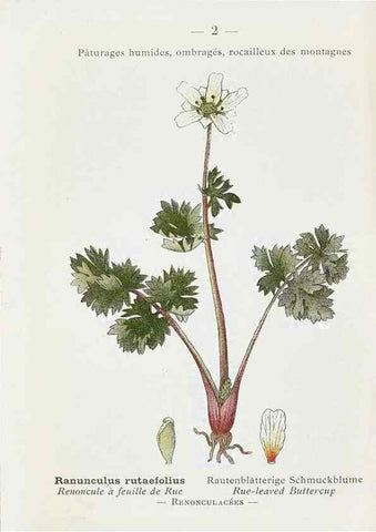 Reproducción/Reproduction 49345033508: Nouvelle flore coloriée de poche des Alpes et des Pyrénées.. Paris,Klincksieck,1906-1912.. 