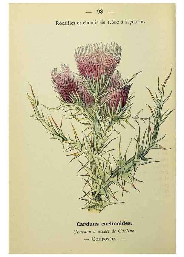 Reproducción/Reproduction 49344973308: Nouvelle flore coloriée de poche des Alpes et des Pyrénées.. Paris,Klincksieck,1906-1912.. 