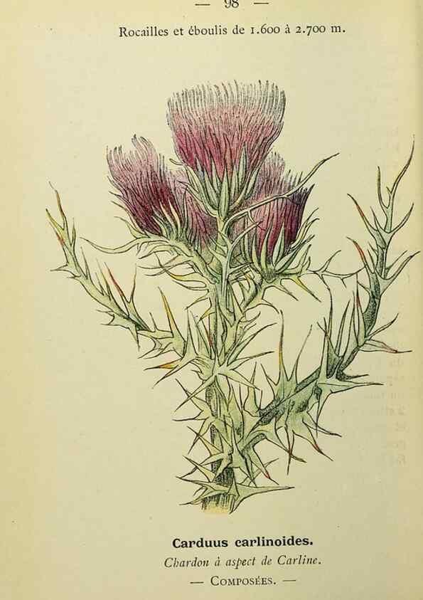 Reproducción/Reproduction 49344973308: Nouvelle flore coloriée de poche des Alpes et des Pyrénées.. Paris,Klincksieck,1906-1912.. 