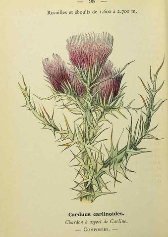 Reproducción/Reproduction 49344973308: Nouvelle flore coloriée de poche des Alpes et des Pyrénées.. Paris,Klincksieck,1906-1912.. 