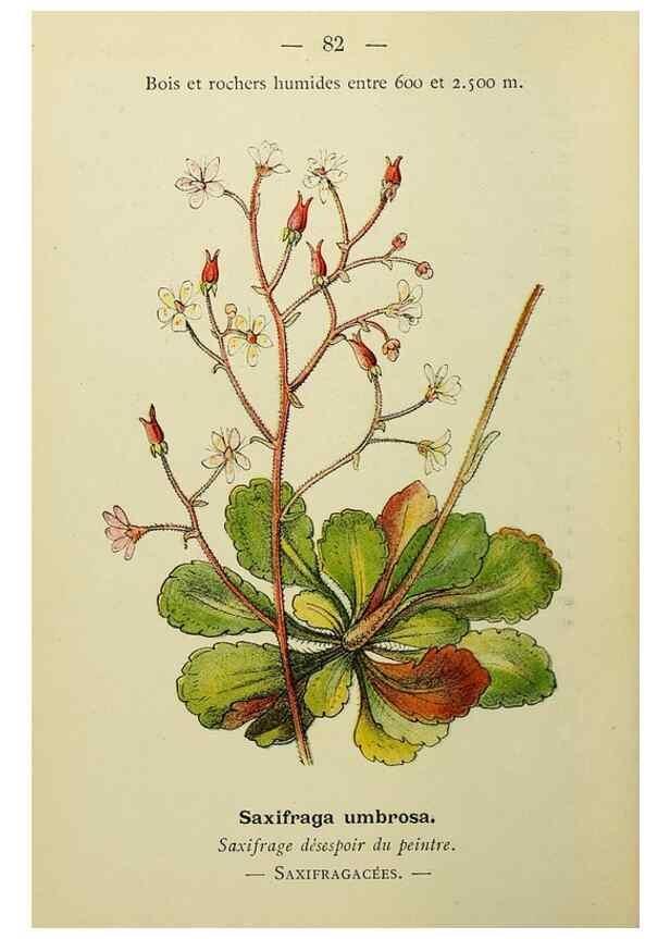 Reproducción/Reproduction 49344966513: Nouvelle flore coloriée de poche des Alpes et des Pyrénées.. Paris,Klincksieck,1906-1912.. 