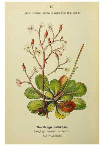 Reproducción/Reproduction 49344966513: Nouvelle flore coloriée de poche des Alpes et des Pyrénées.. Paris,Klincksieck,1906-1912.. 