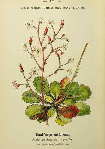 Reproducción/Reproduction 49344966513: Nouvelle flore coloriée de poche des Alpes et des Pyrénées.. Paris,Klincksieck,1906-1912.. 