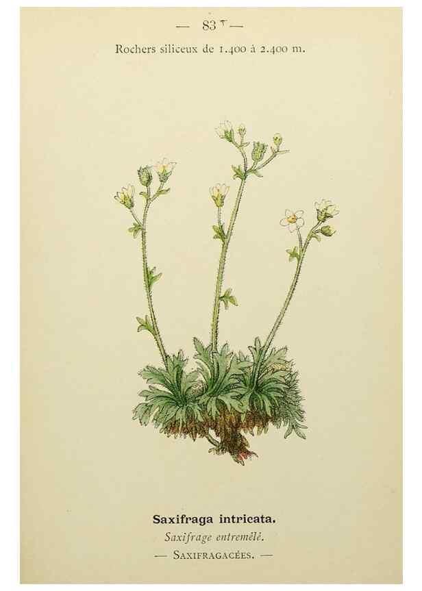 Reproducción/Reproduction 49344966918: Nouvelle flore coloriée de poche des Alpes et des Pyrénées.. Paris,Klincksieck,1906-1912.. 