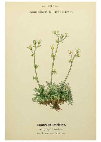 Reproducción/Reproduction 49344966918: Nouvelle flore coloriée de poche des Alpes et des Pyrénées.. Paris,Klincksieck,1906-1912.. 