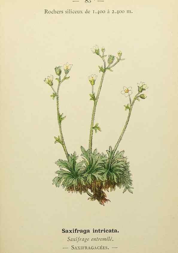 Reproducción/Reproduction 49344966918: Nouvelle flore coloriée de poche des Alpes et des Pyrénées.. Paris,Klincksieck,1906-1912.. 