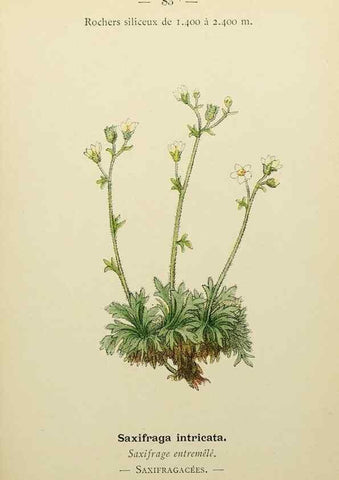 Reproducción/Reproduction 49344966918: Nouvelle flore coloriée de poche des Alpes et des Pyrénées.. Paris,Klincksieck,1906-1912.. 