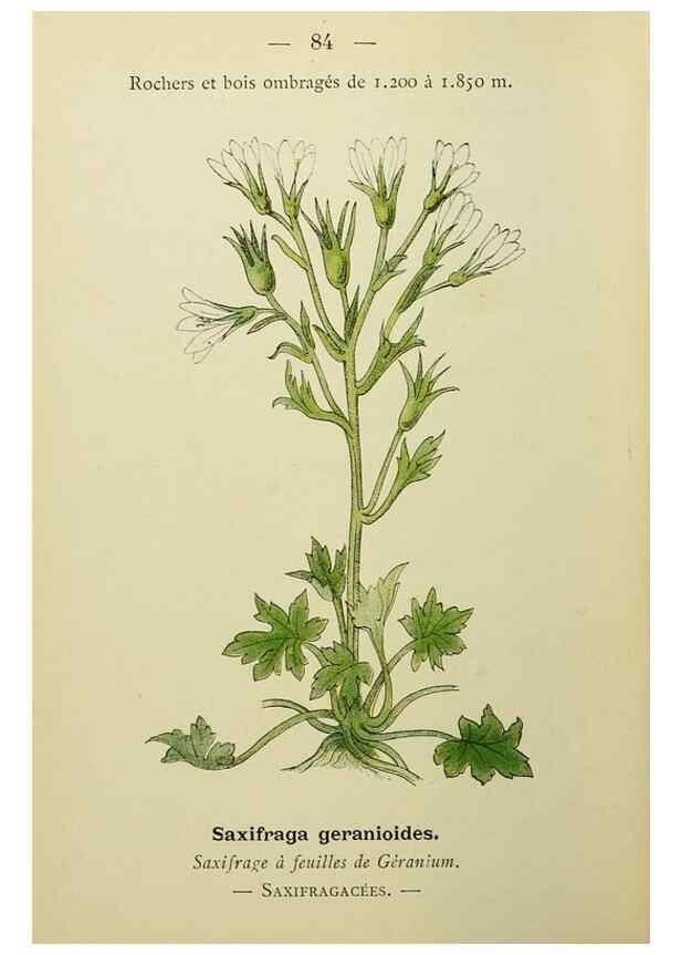 Reproducción/Reproduction 49345428256: Nouvelle flore coloriée de poche des Alpes et des Pyrénées.. Paris,Klincksieck,1906-1912.. 