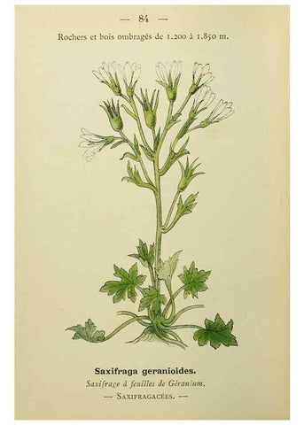 Reproducción/Reproduction 49345428256: Nouvelle flore coloriée de poche des Alpes et des Pyrénées.. Paris,Klincksieck,1906-1912.. 