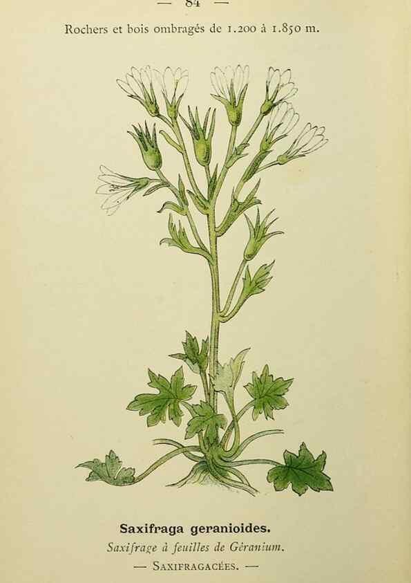 Reproducción/Reproduction 49345428256: Nouvelle flore coloriée de poche des Alpes et des Pyrénées.. Paris,Klincksieck,1906-1912.. 