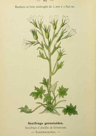 Reproducción/Reproduction 49345428256: Nouvelle flore coloriée de poche des Alpes et des Pyrénées.. Paris,Klincksieck,1906-1912.. 
