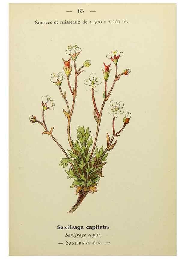 Reproducción/Reproduction 49345641677: Nouvelle flore coloriée de poche des Alpes et des Pyrénées.. Paris,Klincksieck,1906-1912.. 