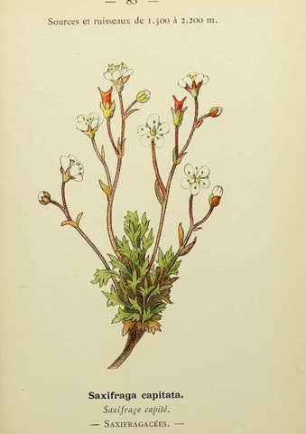 Reproducción/Reproduction 49345641677: Nouvelle flore coloriée de poche des Alpes et des Pyrénées.. Paris,Klincksieck,1906-1912.. 