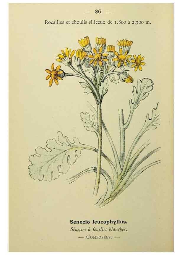 Reproducción/Reproduction 49344968123: Nouvelle flore coloriée de poche des Alpes et des Pyrénées.. Paris,Klincksieck,1906-1912.. 
