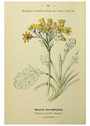 Reproducción/Reproduction 49344968123: Nouvelle flore coloriée de poche des Alpes et des Pyrénées.. Paris,Klincksieck,1906-1912.. 