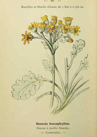 Reproducción/Reproduction 49344968123: Nouvelle flore coloriée de poche des Alpes et des Pyrénées.. Paris,Klincksieck,1906-1912.. 