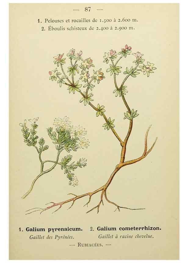 Reproducción/Reproduction 49345429226: Nouvelle flore coloriée de poche des Alpes et des Pyrénées.. Paris,Klincksieck,1906-1912.. 