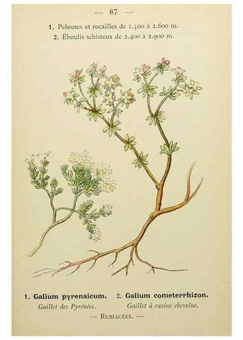Reproducción/Reproduction 49345429226: Nouvelle flore coloriée de poche des Alpes et des Pyrénées.. Paris,Klincksieck,1906-1912.. 