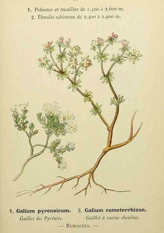 Reproducción/Reproduction 49345429226: Nouvelle flore coloriée de poche des Alpes et des Pyrénées.. Paris,Klincksieck,1906-1912.. 