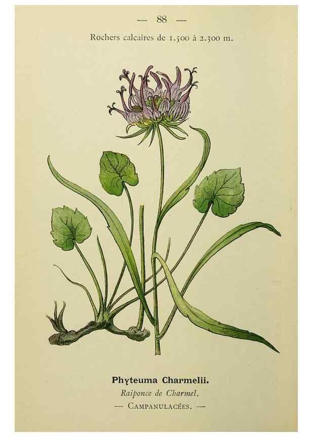 Reproducción/Reproduction 49345642677: Nouvelle flore coloriée de poche des Alpes et des Pyrénées.. Paris,Klincksieck,1906-1912.. 