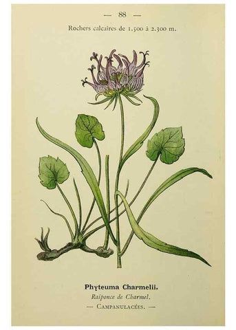 Reproducción/Reproduction 49345642677: Nouvelle flore coloriée de poche des Alpes et des Pyrénées.. Paris,Klincksieck,1906-1912.. 