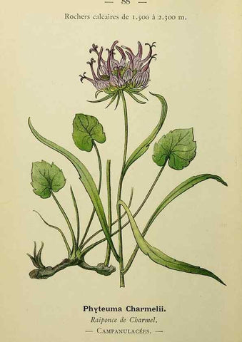 Reproducción/Reproduction 49345642677: Nouvelle flore coloriée de poche des Alpes et des Pyrénées.. Paris,Klincksieck,1906-1912.. 