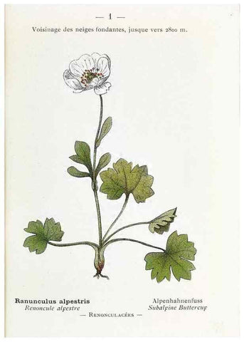 Reproducción/Reproduction 49345033043: Nouvelle flore coloriée de poche des Alpes et des Pyrénées.. Paris,Klincksieck,1906-1912.. 