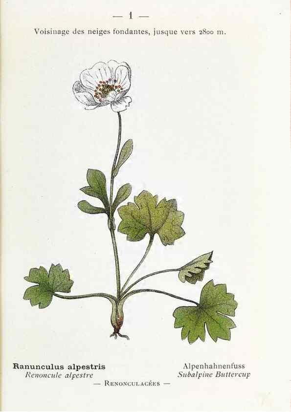 Reproducción/Reproduction 49345033043: Nouvelle flore coloriée de poche des Alpes et des Pyrénées.. Paris,Klincksieck,1906-1912.. 