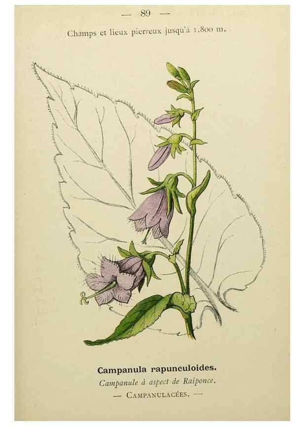 Reproducción/Reproduction 49345430031: Nouvelle flore coloriée de poche des Alpes et des Pyrénées.. Paris,Klincksieck,1906-1912.. 