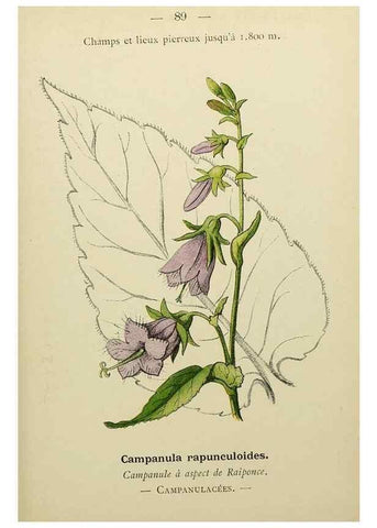 Reproducción/Reproduction 49345430031: Nouvelle flore coloriée de poche des Alpes et des Pyrénées.. Paris,Klincksieck,1906-1912.. 
