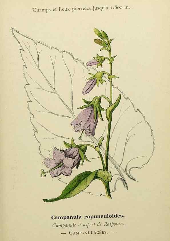 Reproducción/Reproduction 49345430031: Nouvelle flore coloriée de poche des Alpes et des Pyrénées.. Paris,Klincksieck,1906-1912.. 
