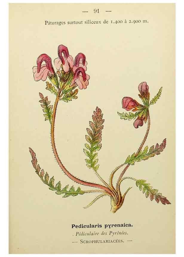 Reproducción/Reproduction 49345431061: Nouvelle flore coloriée de poche des Alpes et des Pyrénées.. Paris,Klincksieck,1906-1912.. 